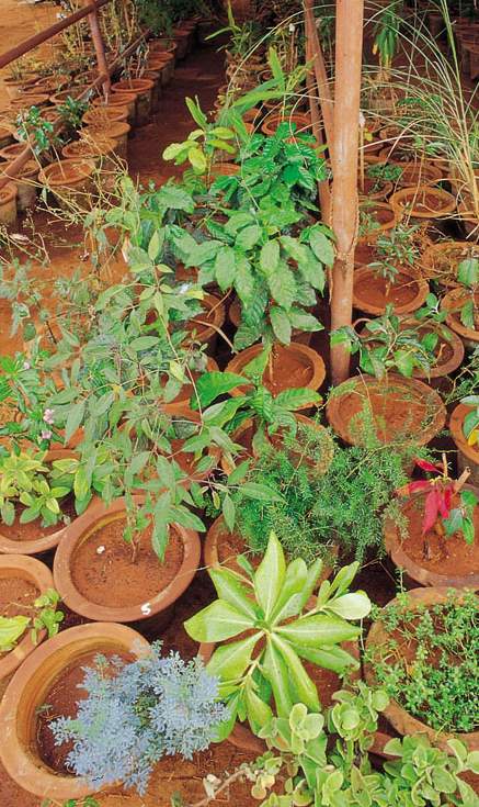 Die Vielfalt im ayurvedischen Krutergarten